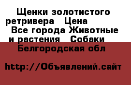 Щенки золотистого ретривера › Цена ­ 15 000 - Все города Животные и растения » Собаки   . Белгородская обл.